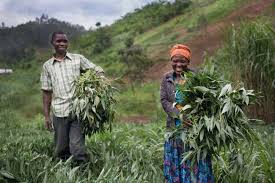 best‑insurance‑for‑nigerian‑farmers‑2025