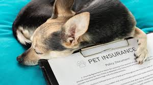 pet-insurance-usa-guide-for-nigerians