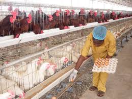 step-by-step-guide-to-investing-in-poultry-farming-in-africa