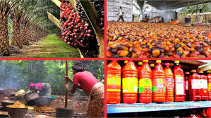 why-palm-oil-business-attracts-investors-west-africa