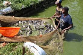 why-many-nigerians-lose-money-in-fish-farming-investments