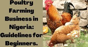 step-by-step-guide-to-investing-in-poultry-farming-in-nigeria