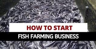 step-by-step-guide-to-investing-in-fish-farming